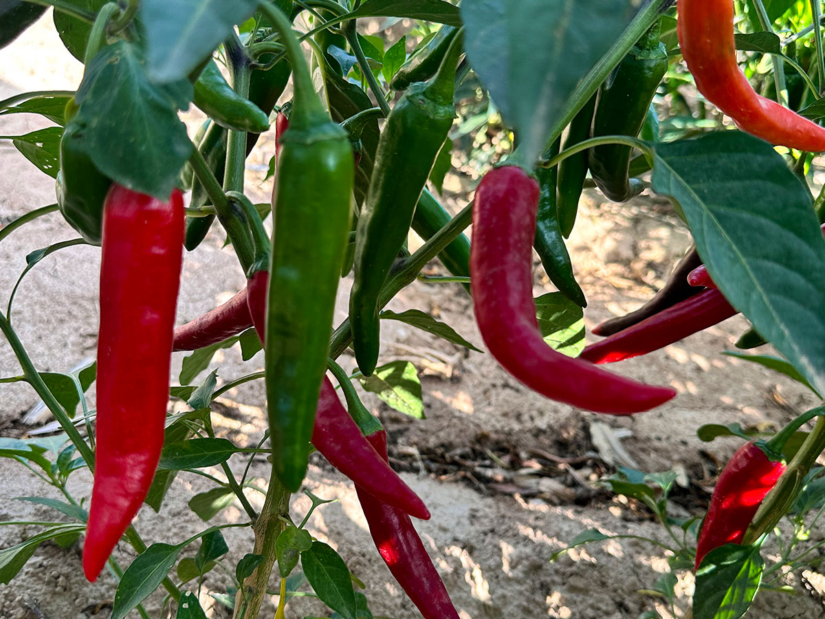 chili base