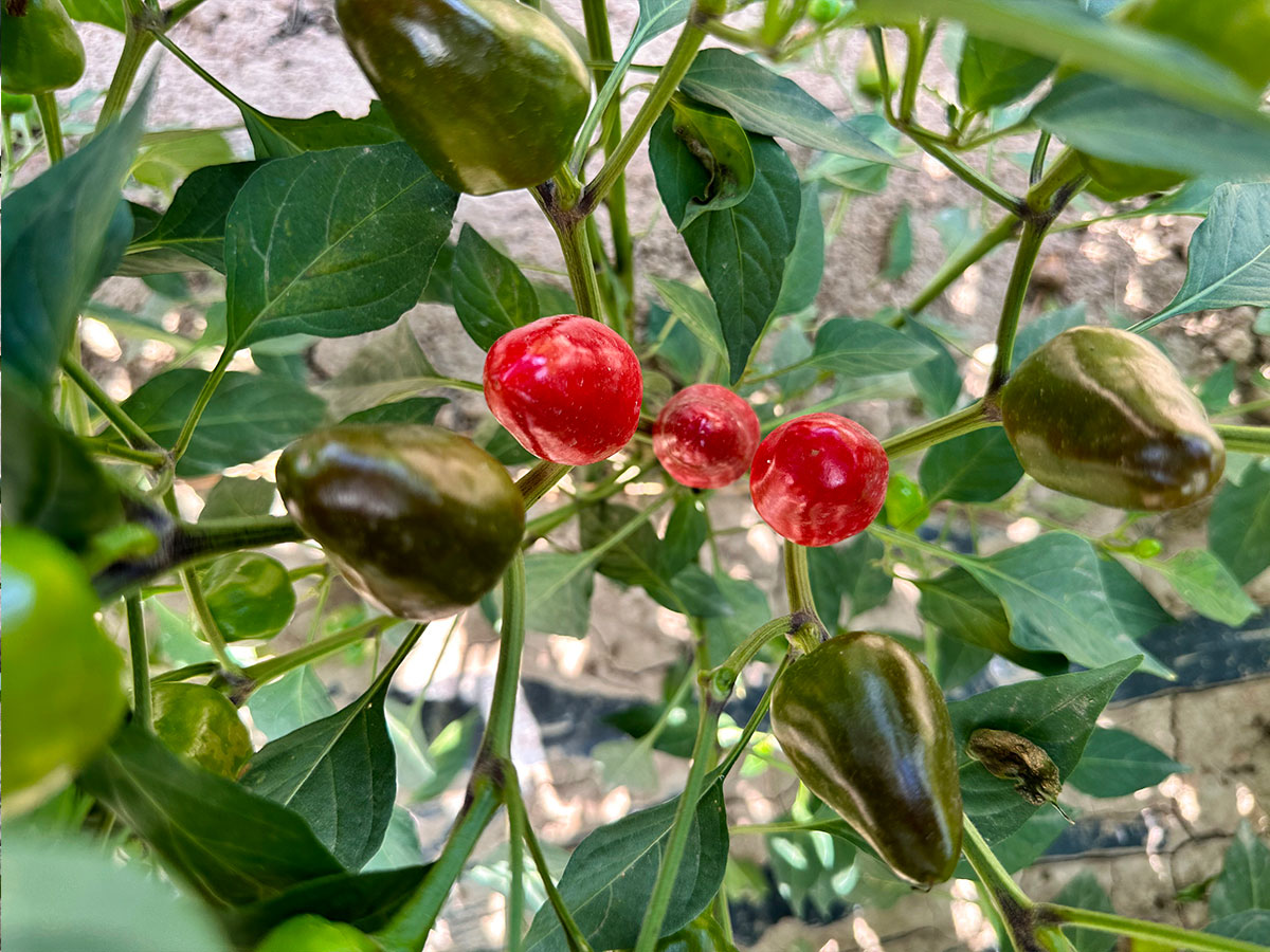 chili base