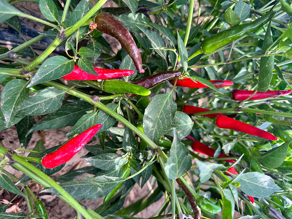 chili base