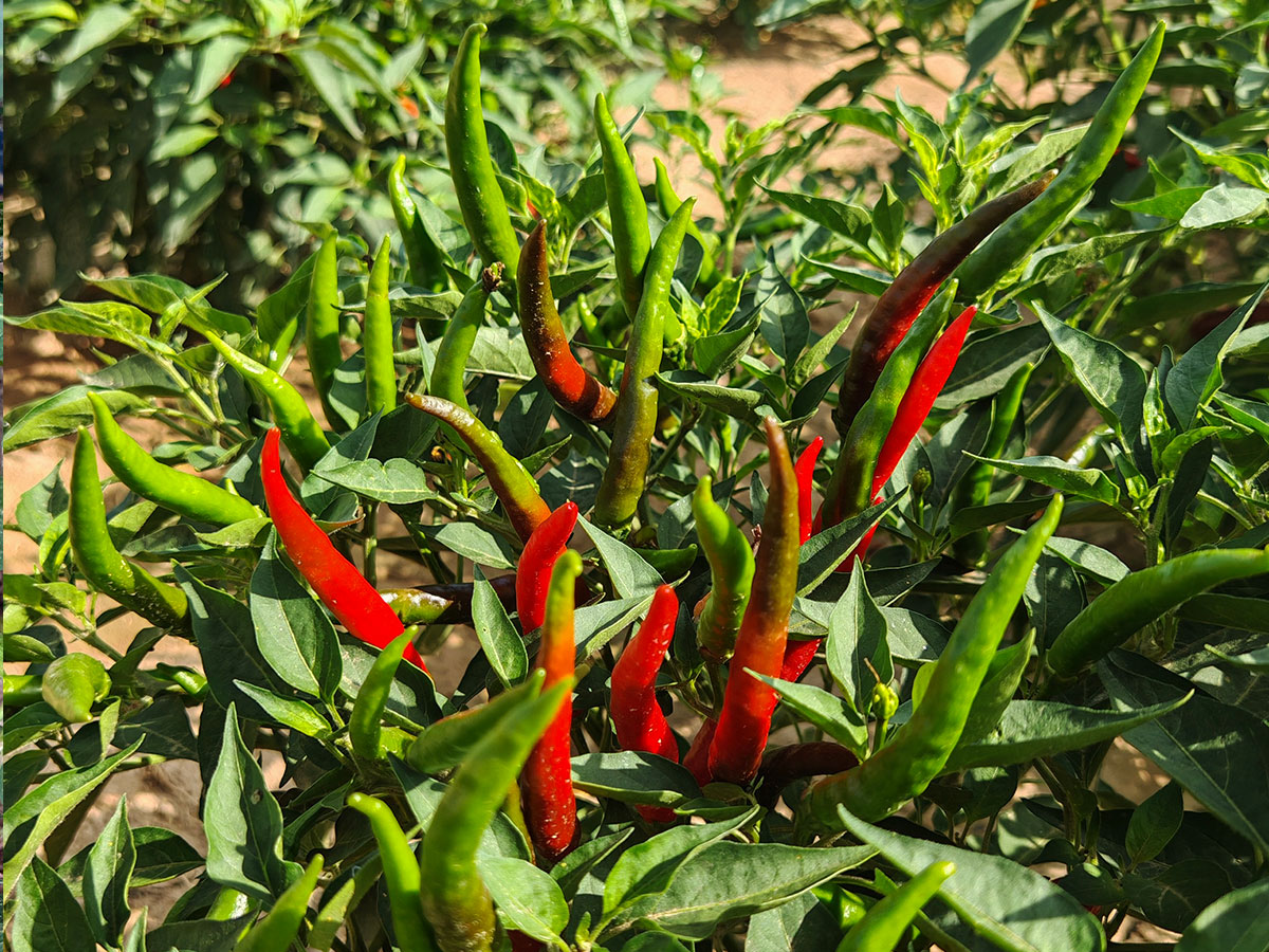 chili base
