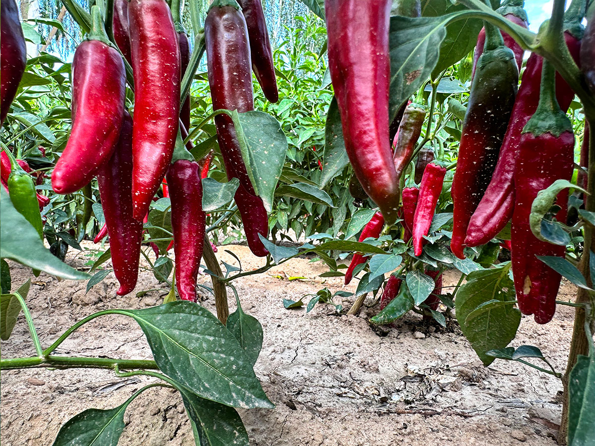 chili base