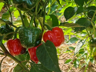 辣椒基地