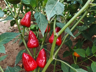 chili base